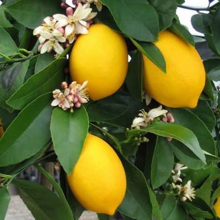 Evde limon bulunur mu hep?