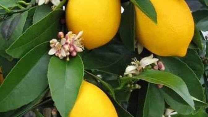 Evde limon bulunur mu hep?