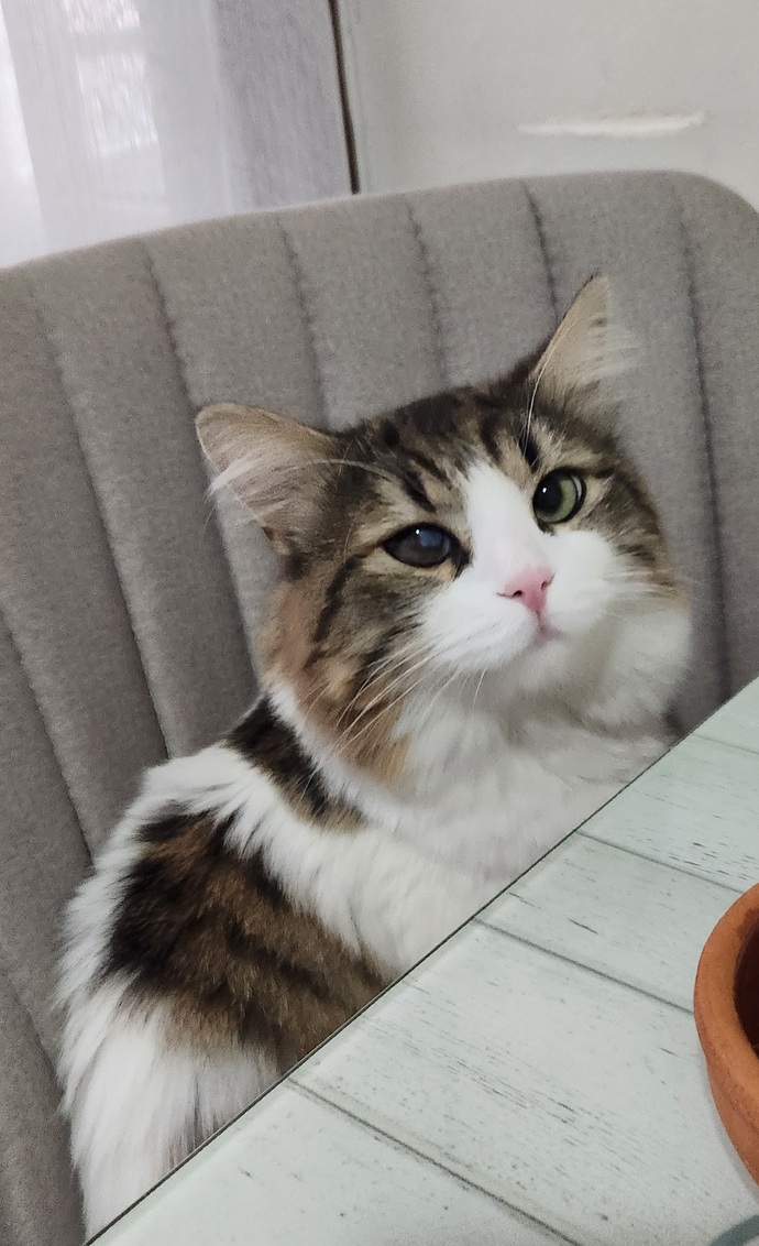 Kedinizin adı ve cinsi ne, benim Oscar Norveç dağ kedisi sizinkinin cinsi ne?