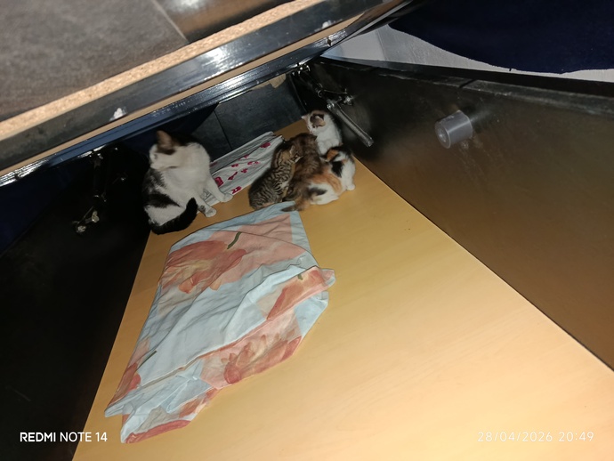 Kedinizin adı ve cinsi ne, benim Oscar Norveç dağ kedisi sizinkinin cinsi ne?