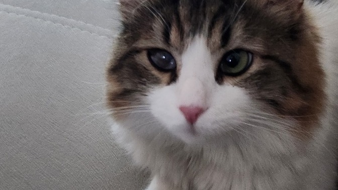Kedinizin adı ve cinsi ne, benim Oscar Norveç dağ kedisi sizinkinin cinsi ne?