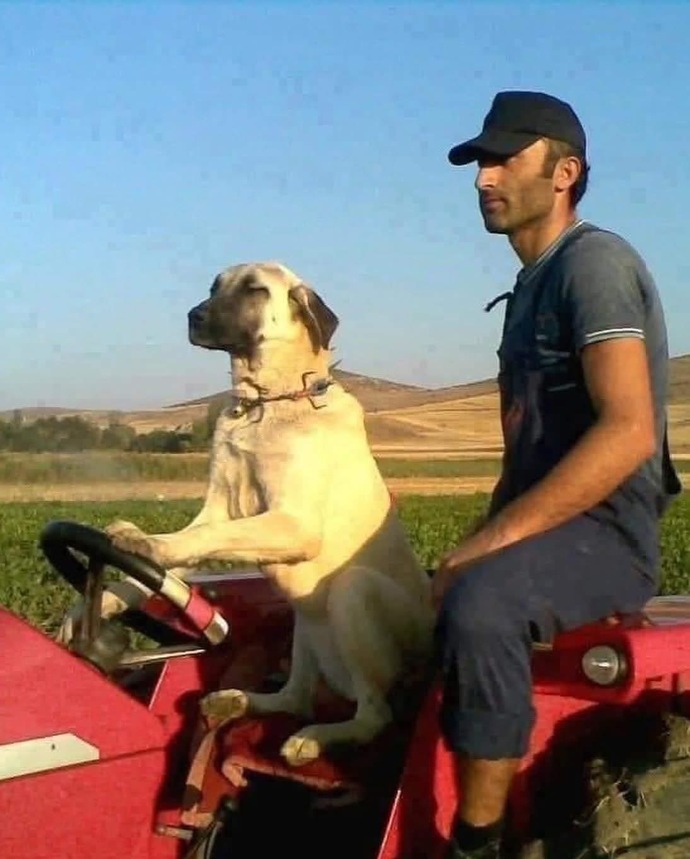 Muhallebici mi olmak isterdiniz yoksa muhallebi mi?
