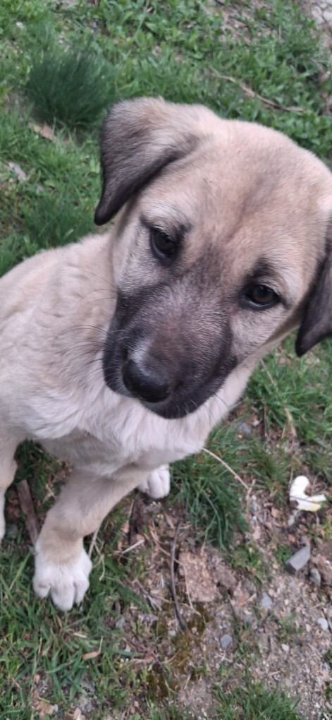 Minik köpeğim güzel mi?