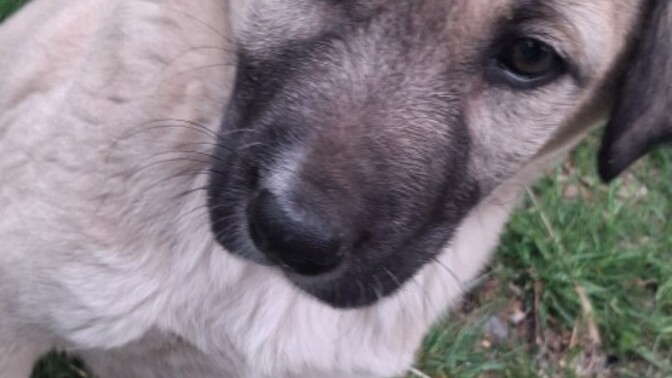 Minik köpeğim güzel mi?
