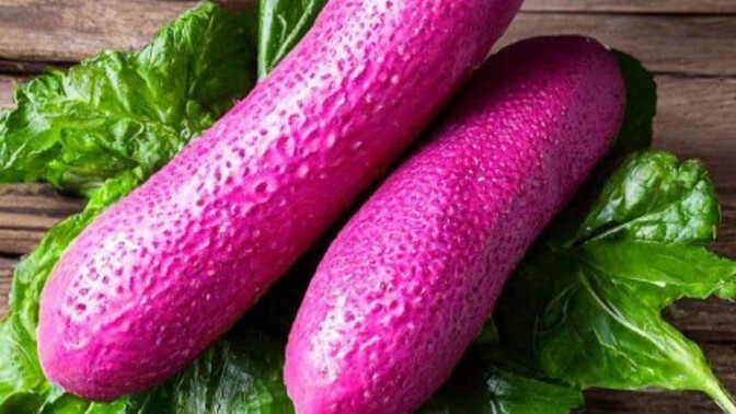 Pembe salatalık mı, siyah salatalık mı?