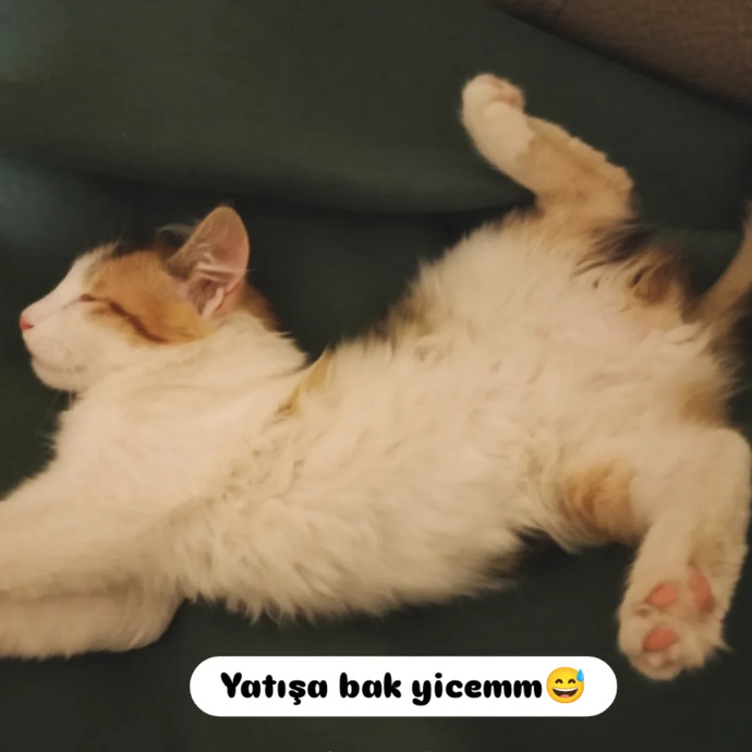Kedileri gerçekten sevenler burada mı, şu tatlılık abidesine kim hayır diyebilir?