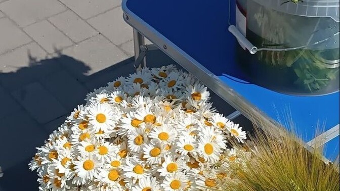 Papatya sever misiniz?