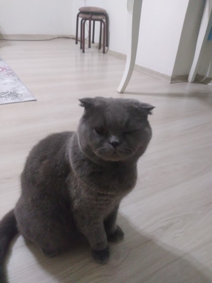 Scottish Fold kedileri lazerle oynatılır mı?