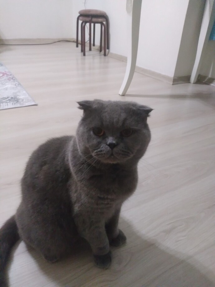 Scottish Fold kedileri lazerle oynatılır mı?