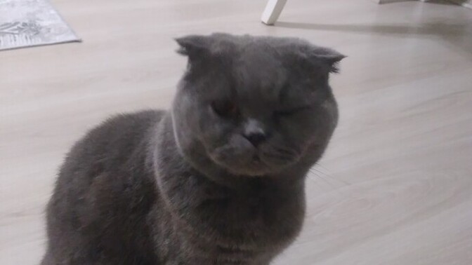 Scottish Fold kedileri lazerle oynatılır mı?
