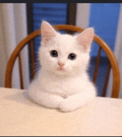 Siz kedileri gerçekten seviyor musunuz, kedi besleyenler neler söyleyebilir?