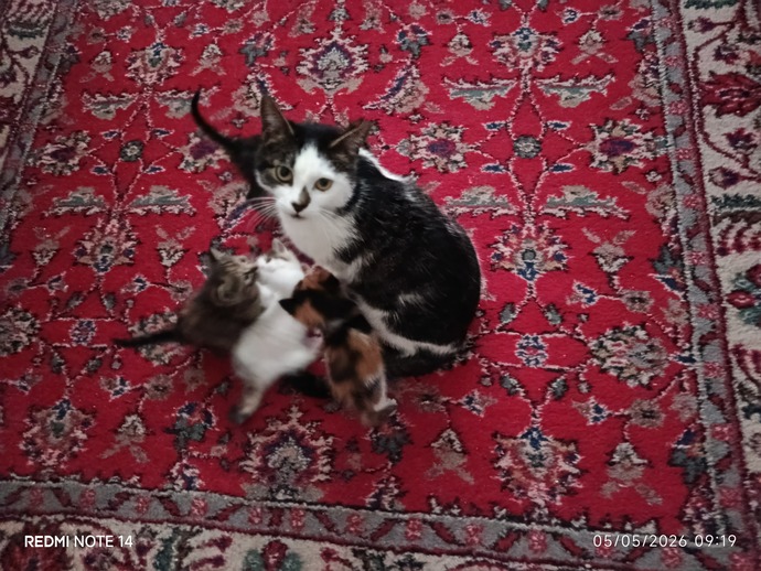 Siz kedileri gerçekten seviyor musunuz, kedi besleyenler neler söyleyebilir?