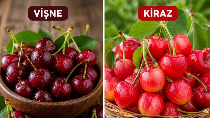 Vişne mi yoksa Kiraz mi?