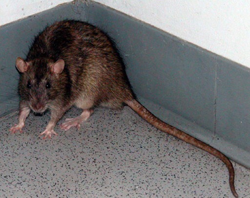 Hamster sahiplendim nasıl sizce?