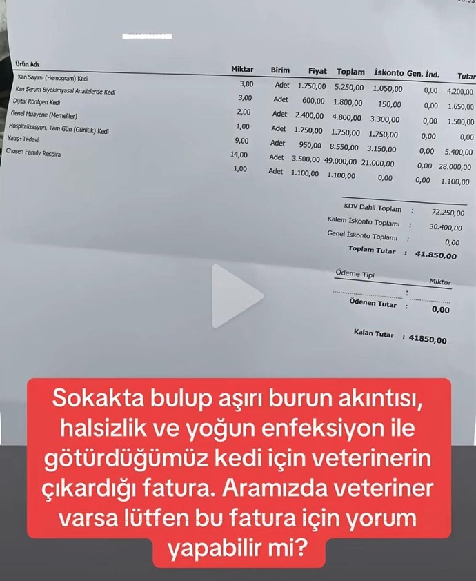 Sokakta bulduğu hasta kediyi tedavi ettirdi. Veteriner faturası 41 bin lira tuttu. Siz tedavi ettir miydiniz?