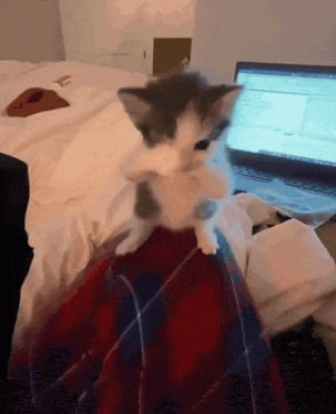 Hayata karşı scuba kedi gibi olmak istiyorum nasıl yaparım?