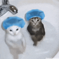 Hayata karşı scuba kedi gibi olmak istiyorum nasıl yaparım?
