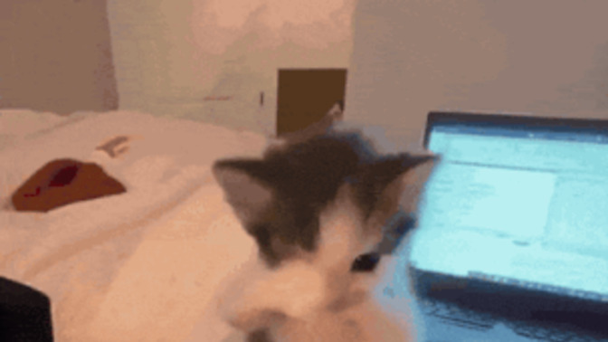 Hayata karşı scuba kedi gibi olmak istiyorum nasıl yaparım?