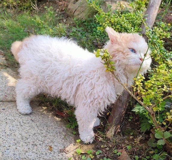 Bu kedi sizin olsaydı adını ne koyardınız?