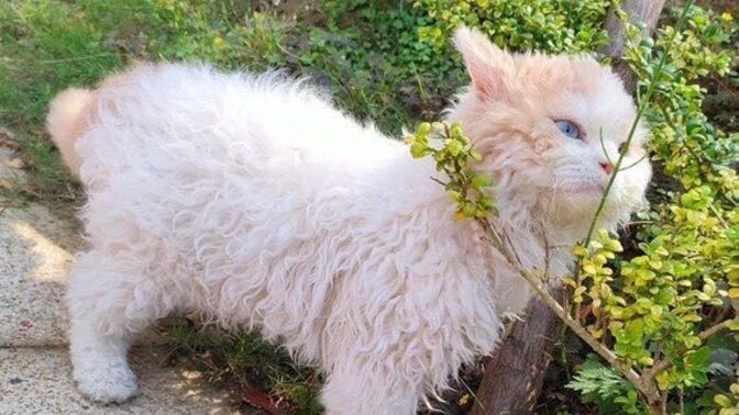 Bu kedi sizin olsaydı adını ne koyardınız?
