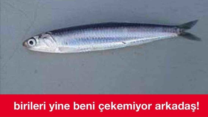 Sürekli her soruda tam ekran spma reklam yiyorum hiç böyle bir şey yaşmadım 🙄?
