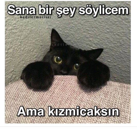 Kedi sever misiniz? Kedi sevmeyenler nesini sevmiyor söyleyebilir mi?