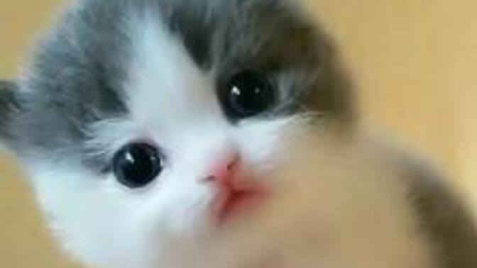 Kedi sever misiniz? Kedi sevmeyenler nesini sevmiyor söyleyebilir mi?