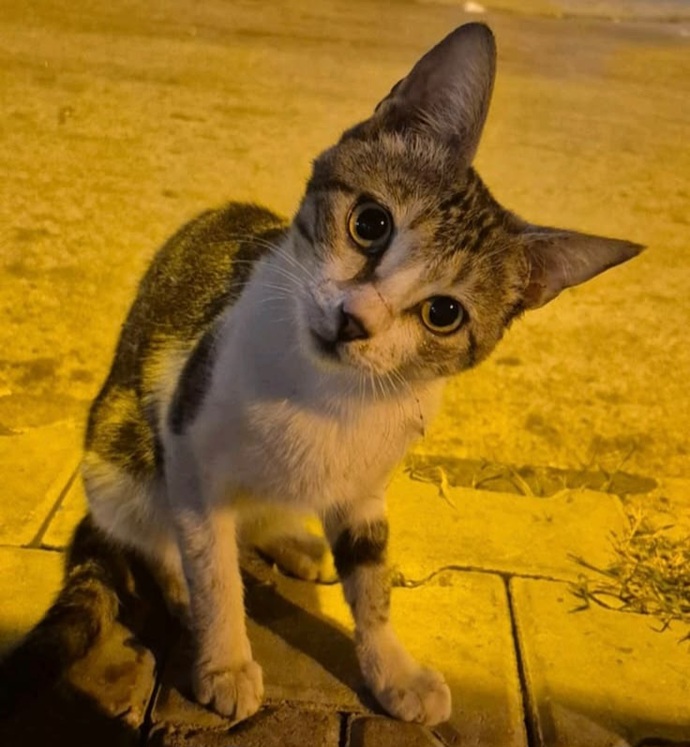 Sohbet etmeyi bir şeyler anlatmayı sever misiniz her insanla konuşur musun?