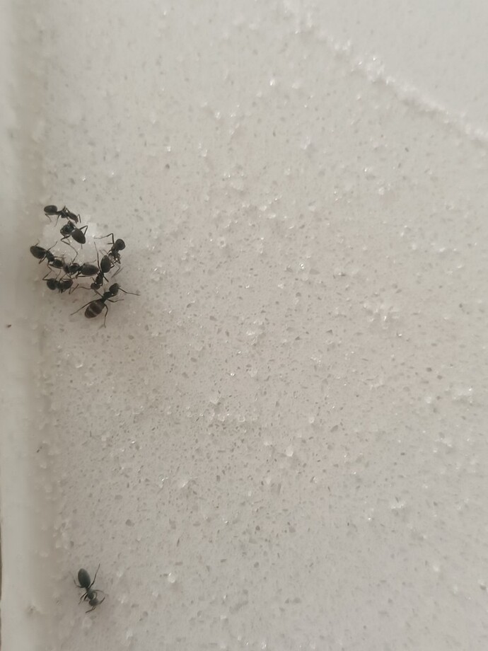 Ev karınca istilasına uğradı, bu şeker kokusunu bu kadar hızlı nasıl buluyorlar?