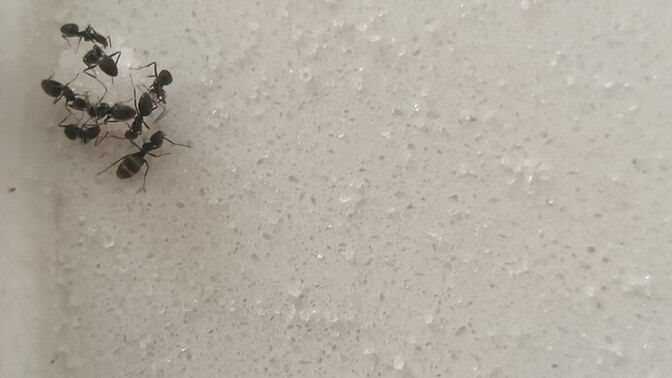 Ev karınca istilasına uğradı, bu şeker kokusunu bu kadar hızlı nasıl buluyorlar?