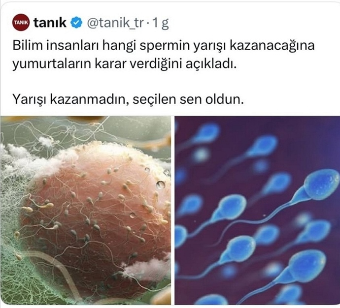 Yanii şimdi cinsiyeti anne mi belirlemiş oluyor?