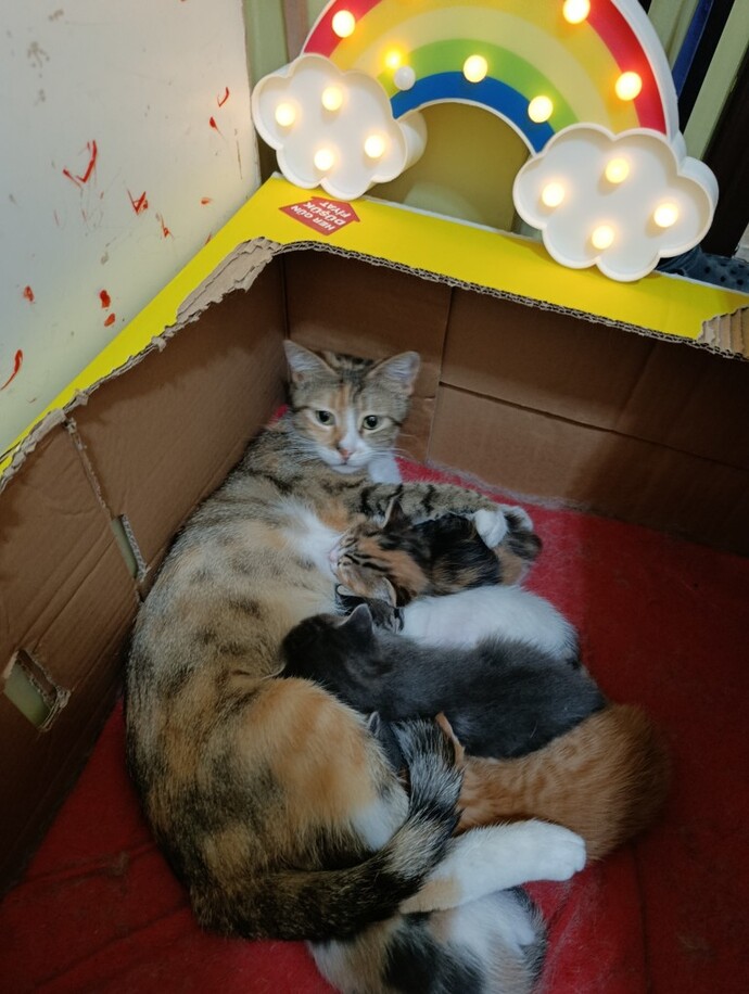 Kedi sevmeyen birinden partner, iyi eş ya da yakın dost olur mu?