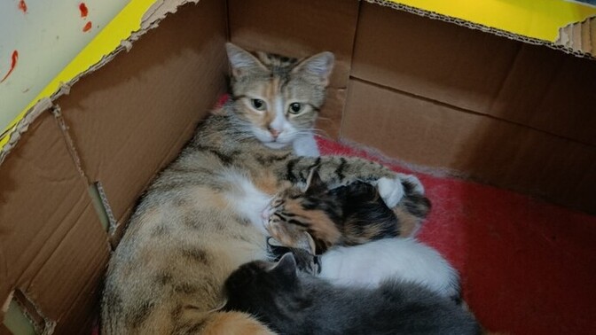 Kedi sevmeyen birinden partner, iyi eş ya da yakın dost olur mu?
