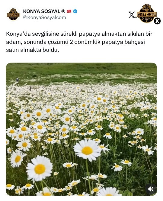 Kızlar size de 2 dönümlük papatya bahçesi alınsın ister miydiniz?