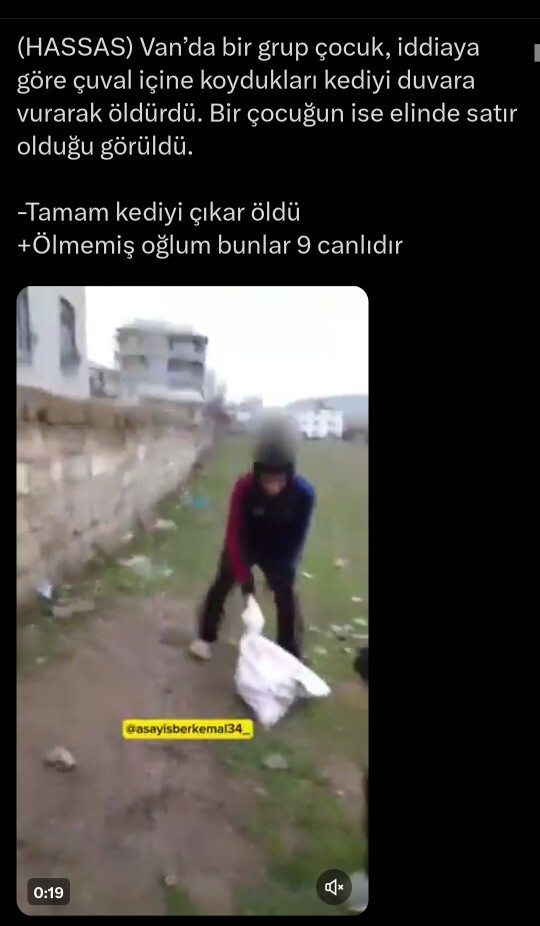 Vanda Bir Grup Çocuk Çuval İçine Koydukları Kediyi Duvara Vurarak Öldürdü, Bu Toplum Nereye Gidiyor?