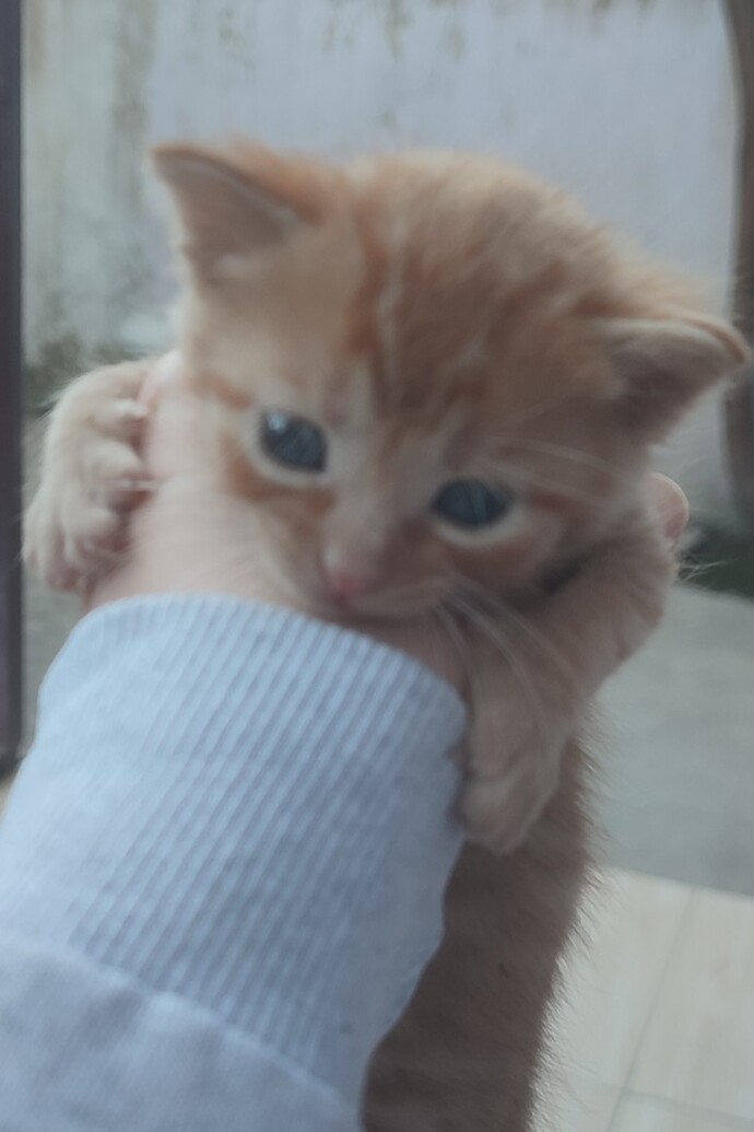 Bu benim yavru kedim adı ne olsun sizceee 😻?