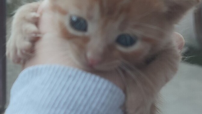 Bu benim yavru kedim adı ne olsun sizceee 😻?