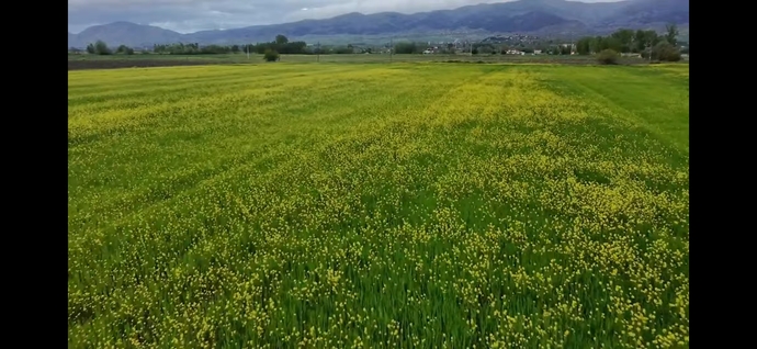 Sarı çiçek tarlasında fotoğraf çekmek için en güzel zaman sizce ne zaman?