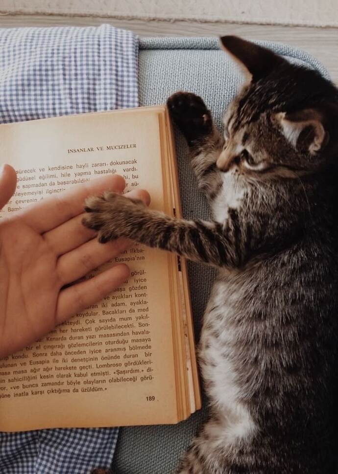 Bosh markasının yayınladığı anneler günü reklamını şikayet üzerine RTÜK kaldırdı, evcil kedi-köpek sevgisinden annelik olmaz mı?