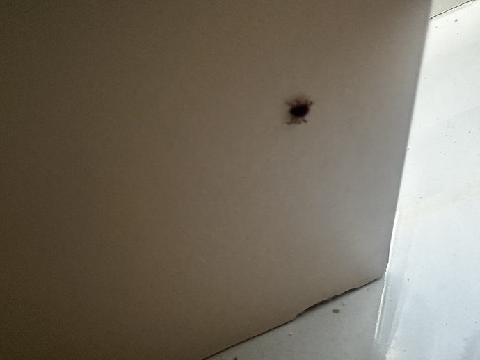 Odamda kene çıktı öldürür mü beni?