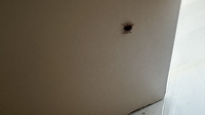 Odamda kene çıktı öldürür mü beni?