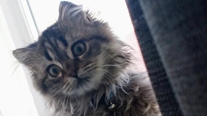 Kediler insanların ruh halini anlayabilir mi sizce?