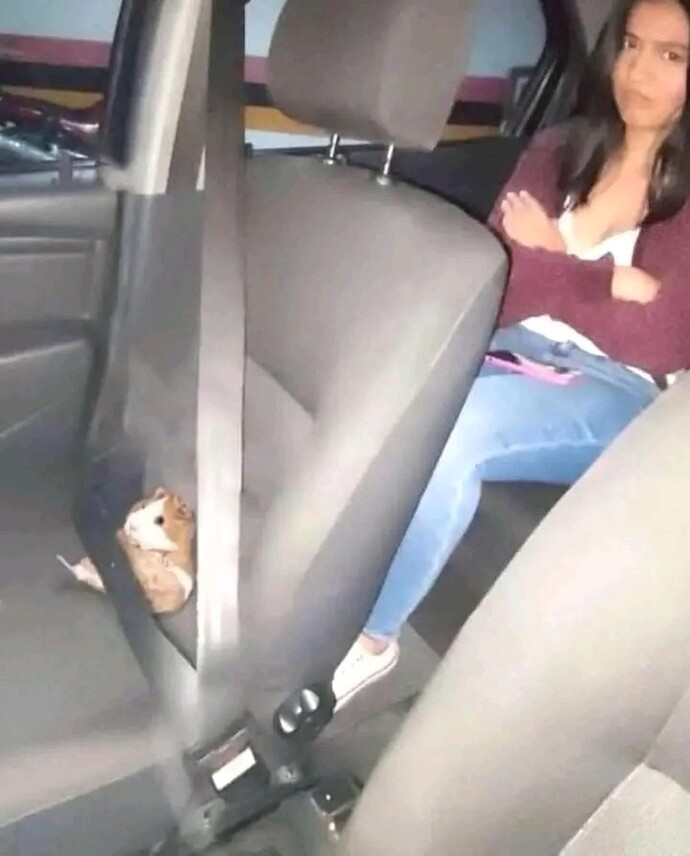Hamster beslemeyi sever misin, evde hamster bakmak nasıl bir deneyim?