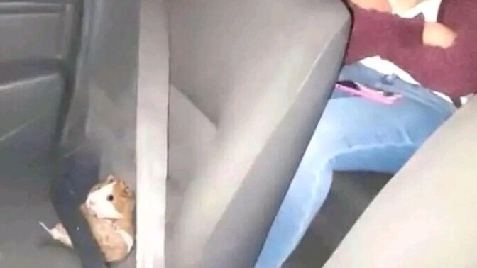 Hamster beslemeyi sever misin, evde hamster bakmak nasıl bir deneyim?