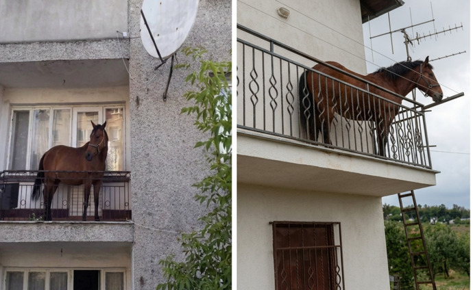 Evcil Atım balkona çıkıp sokakta oynayan çocuklara bağırıyor ne yapmam lazım?