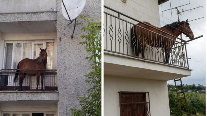 Evcil Atım balkona çıkıp sokakta oynayan çocuklara bağırıyor ne yapmam lazım?
