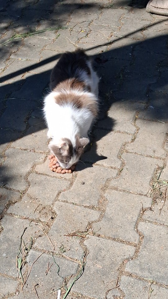 Silivri Semizkumlar Vadi Sokak civarında kör kediye acil yardım edebilecek var mı?