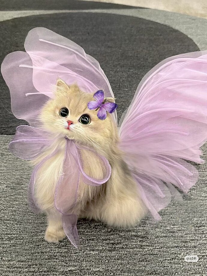 Bu bir kedi mi. Yoksa peri mi?