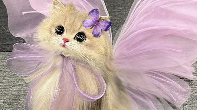 Bu bir kedi mi. Yoksa peri mi?