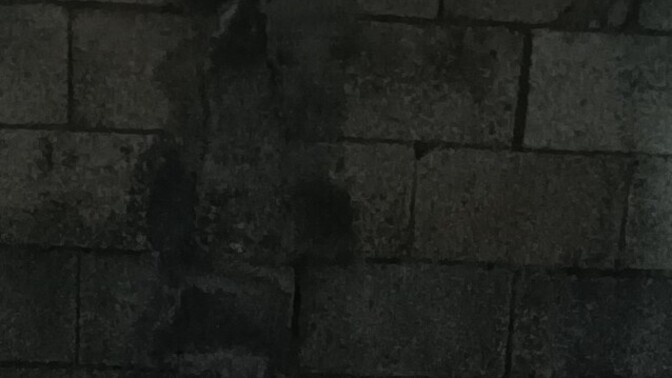 Hayvana şiddet bu kadar fazlayken kediler hakkında ne düşünüyorsunuz?